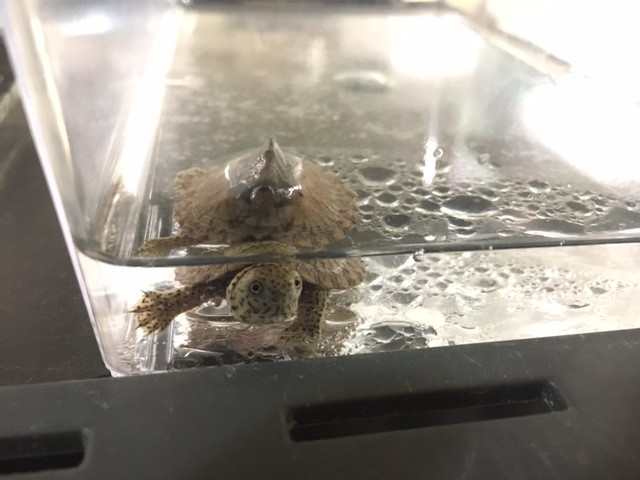 カブトニオイガメ