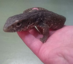 サバンナモニター２