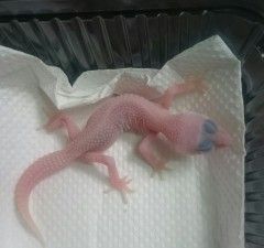 レオパ　アルビノプラチナ