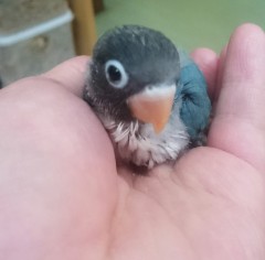 ブルーボタンインコ