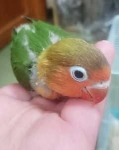 ルリコシボタンインコ