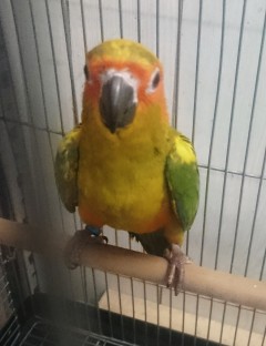 コガネメキシコインコ