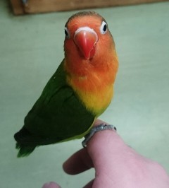 ルリコシインコ