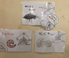 活餌