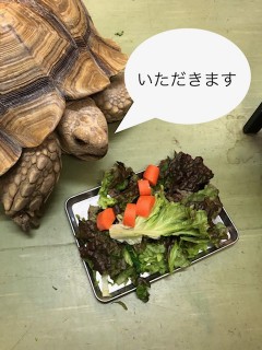 陸ガメ　いただきます