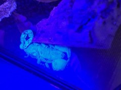ダイオウサソリ