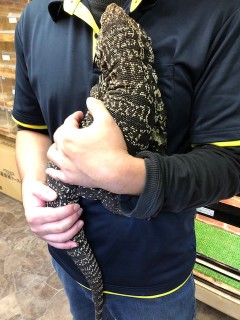 tegu-