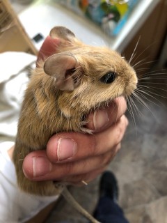 degu-