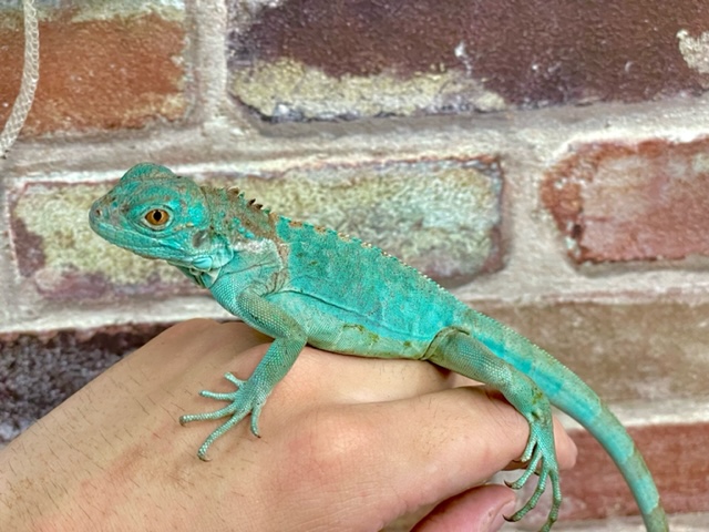 【No.240】ブルーグリーングラデーション トカゲ ヤモリ レオパ No.240】ブルーグリーングラデーション トカゲ ヤモリ レオパ