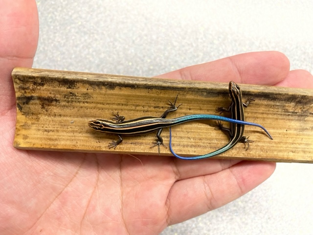 ニホントカゲ 二ホントカゲ入荷しました！！ | CSMアクア(古代魚・両生類・爬虫類