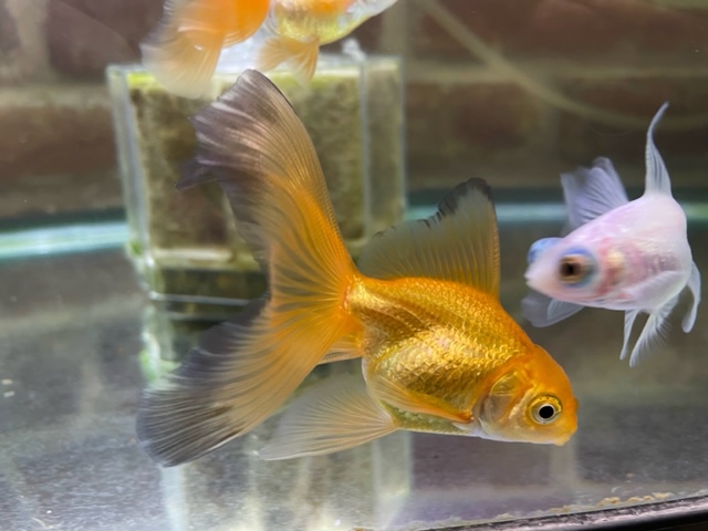 金魚 国産 キャリコ土佐金8㎝±（向坂産） | 金魚・クワカブ専門店 祭