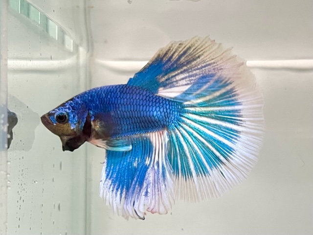 金魚とベタ入荷しました！！ | CSMアクア(古代魚・両生類・爬虫類