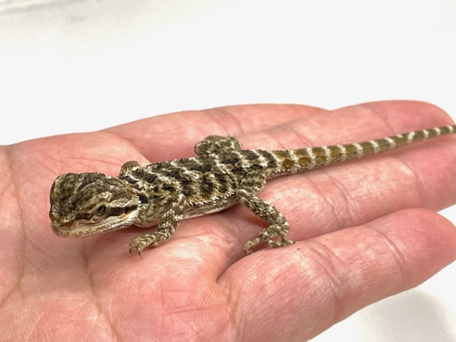 皮をはがれた爬虫類の化石の新たな分析により、信じられないほどの偽造が明らかになった