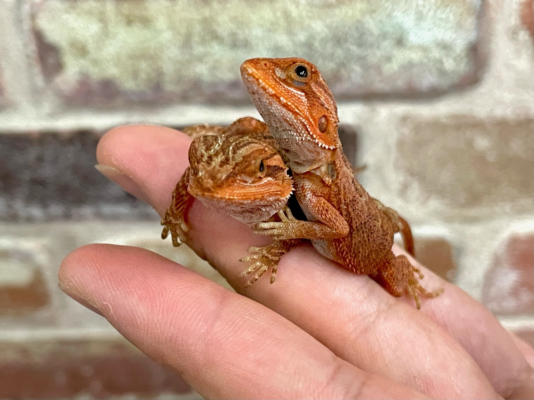 フトアゴヒゲトカゲの入荷をしまた！！ | CSMアクア(古代魚・両生類