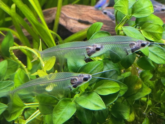 ナマズと水草の入荷をしました！！ | CSMアクア(古代魚・両生類