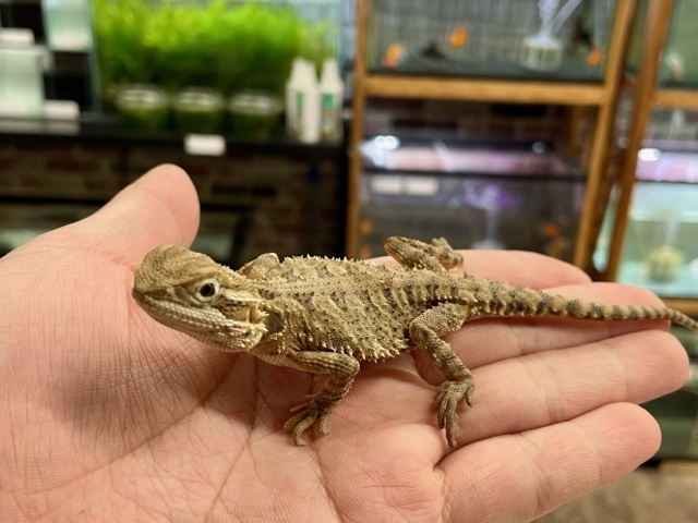 ランキンスドラゴンの入荷をしました！！ | CSMアクア(古代魚