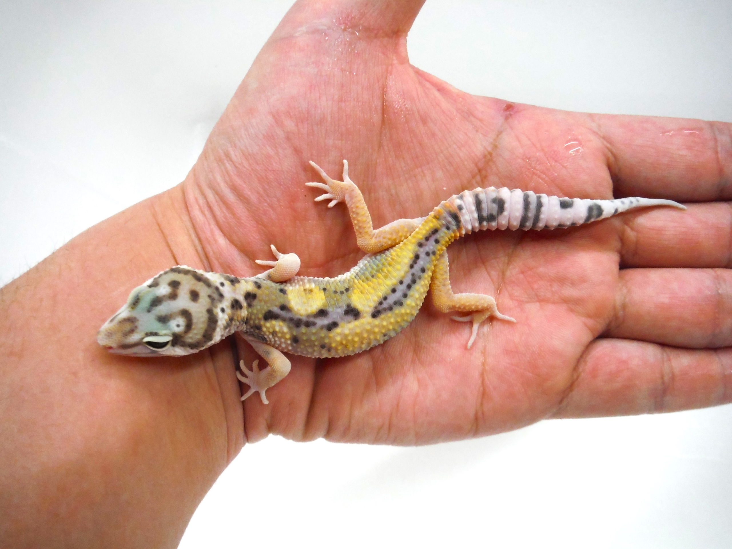 cfbd5e7357907acc61774d302a6419