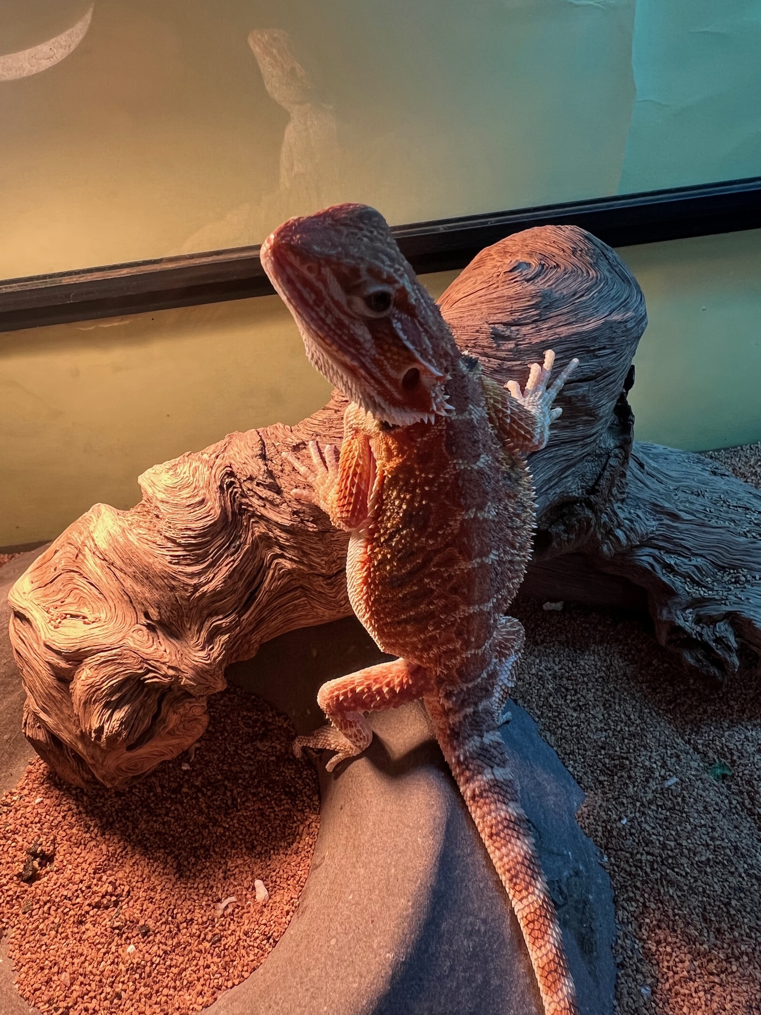 新生体たくさん入荷しました！ 第一弾は爬虫類‼ | CSMアクア(古代魚