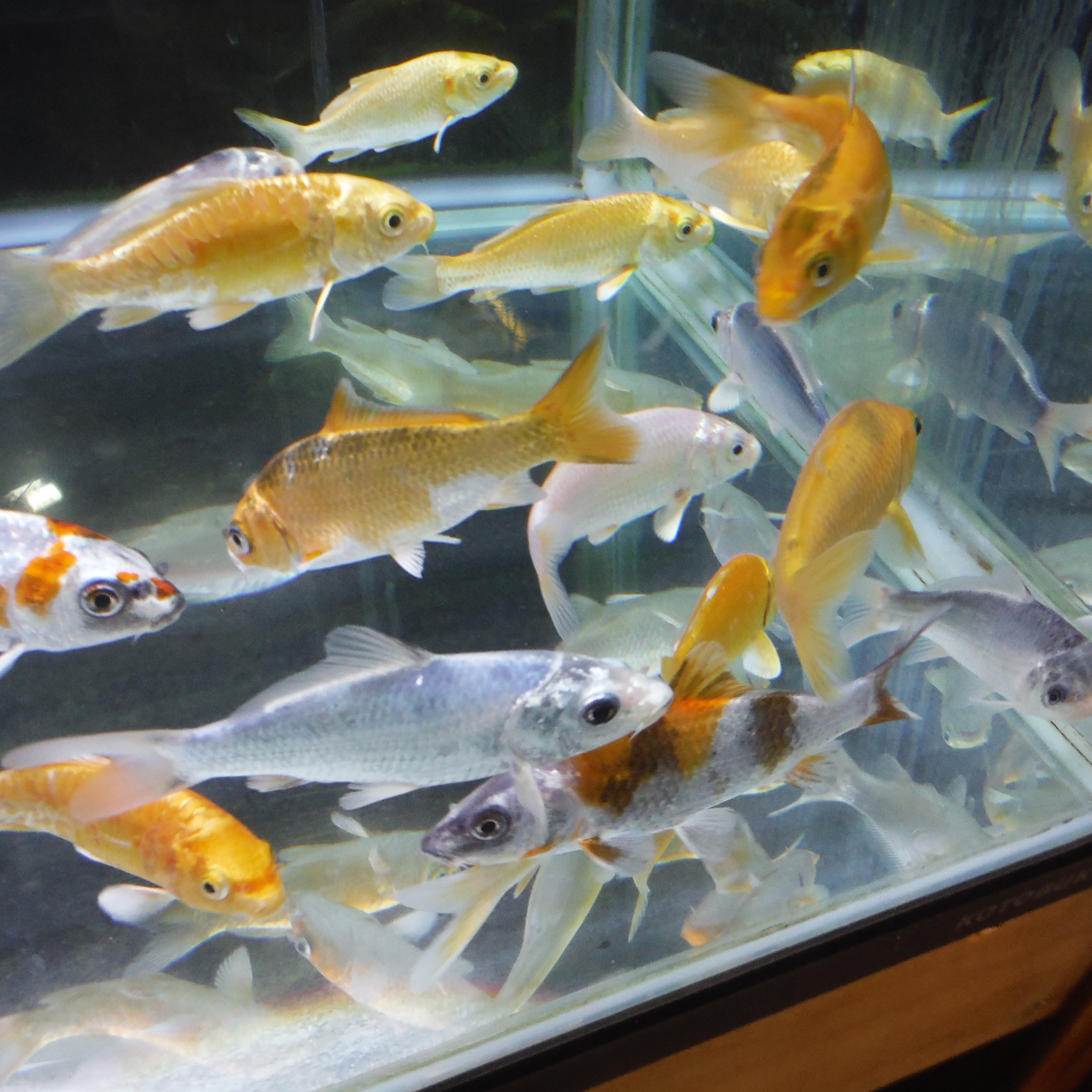 コリドラスと錦鯉を入荷しました | CSMアクア(古代魚・両生類・爬虫類